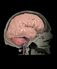 An illustration of a brain with the inside shown.
